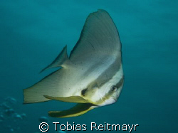 Longfin Batfish, The Dome, Koh Tachai, Canon EOS 350d 18-... by Tobias Reitmayr 